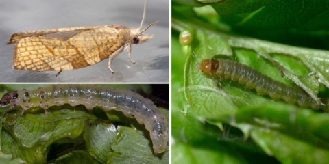 Listovi crne ribizle se kovrčaju: šta učiniti